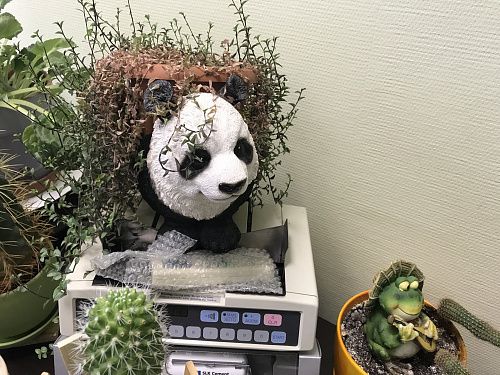 Декор КАШПО под комнатный цветок ПАНДА  на сайте Стройсервис
