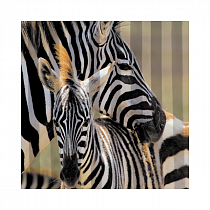 Штора для ванной комнаты "Зебра" без колец  180*200 02-26 на сайте Стройсервис
